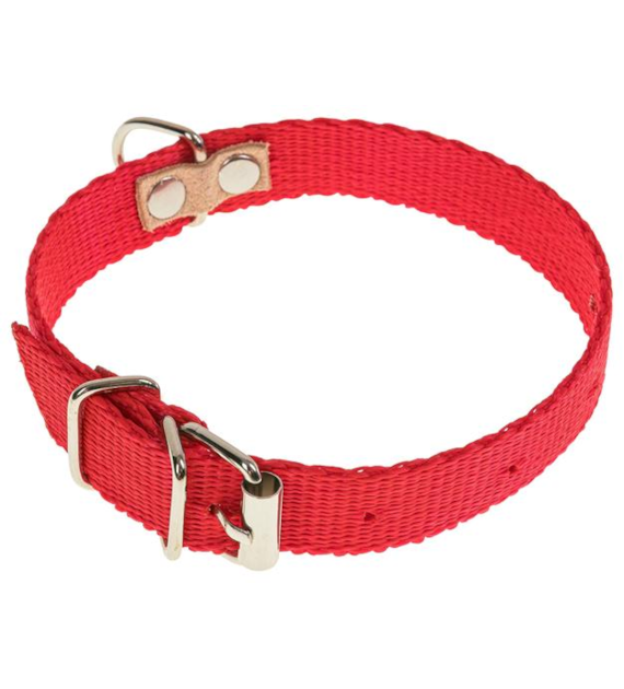 Obroża taśma 1,6 x 32cm czerwona